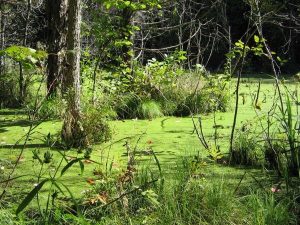 swamp copy