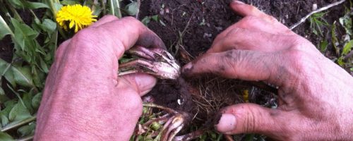 Killaloe Herbal Project
