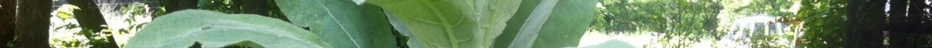 Plants and their deeper truth