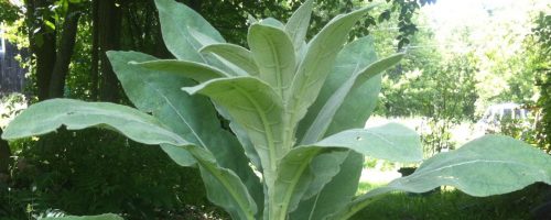 Plants and their deeper truth