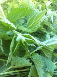 nettle1