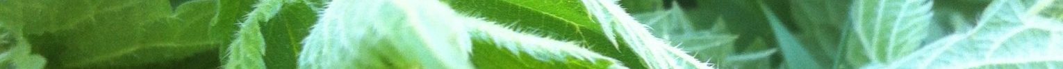 Nettle Herb