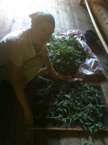 nettle4