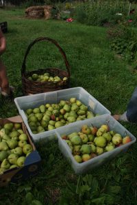 first pick from the pear trees
