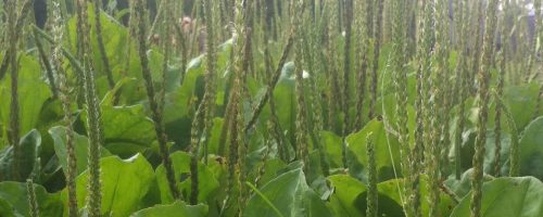 Wild Seed Flour