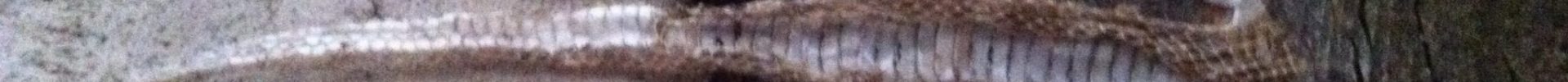 Shedding Skin