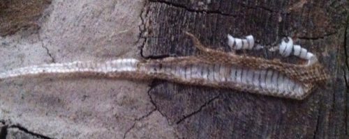 Shedding Skin