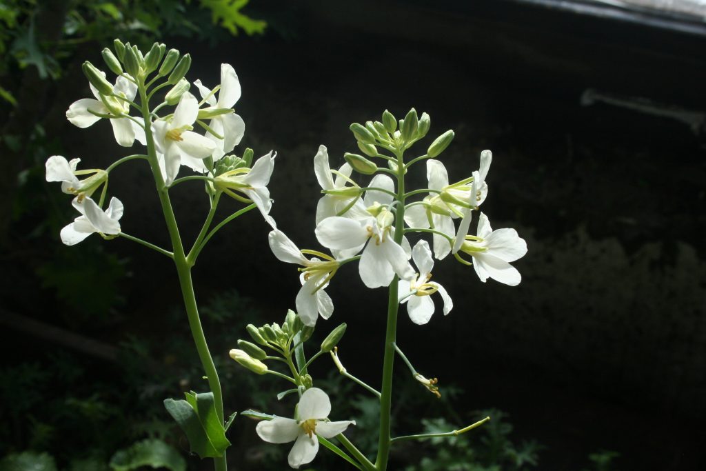 collardflower2
