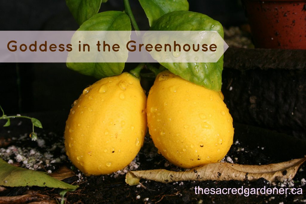 greenhousegoddess