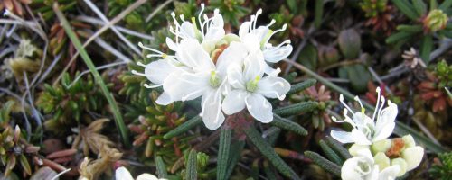Labrador Tea