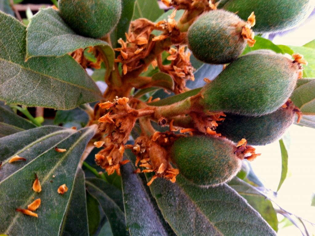 the beginnings of loquat fruit 