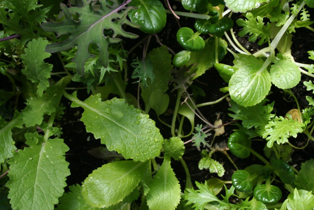 saladbed3