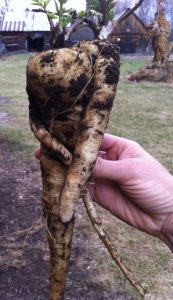 parsnip hug