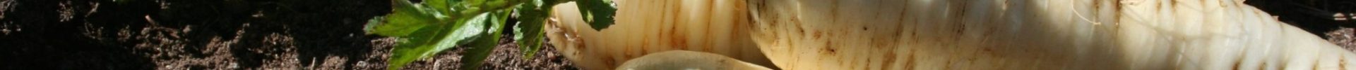 Seed medicine stories of the carrot family