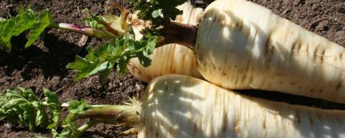 Seed medicine stories of the carrot family