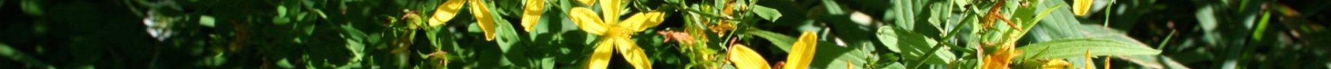 St. John’s Wort: The First Healer