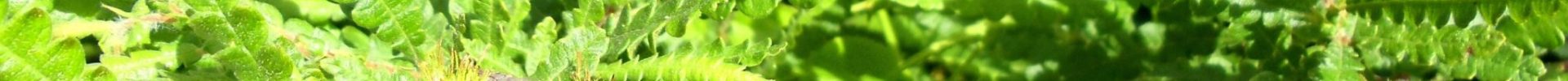 Sweetfern: winter’s warm companion