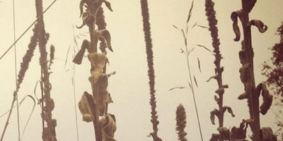 The Shamanic Origins of Herbalism