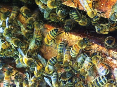 The Sacred Gardener Bees