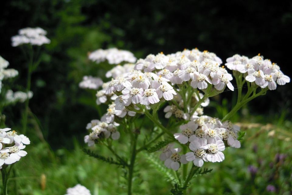 yarrow-389234_960_720