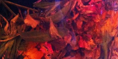 The Sacred Gardener, Herbal Toner