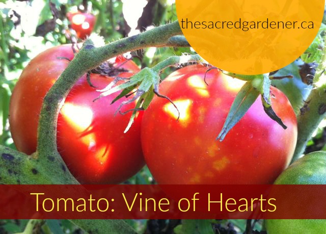 pictomatoe
