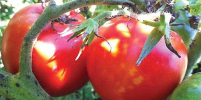 The Sacred Gardener Tomatoes