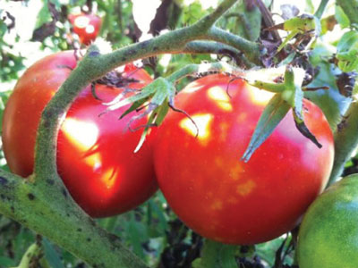 The Sacred Gardener Tomatoes