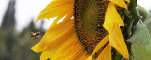 Chickadee Teachings and Sunflower Medicine
