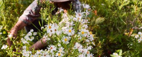 Indigenous Forest Gardening