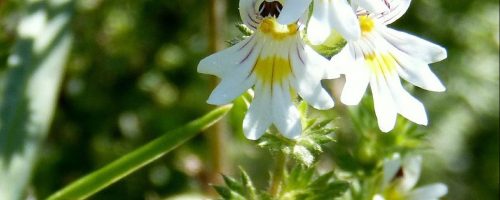 Eyebright