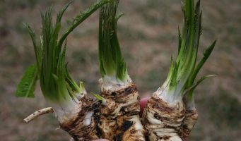 Wild Food Workshop