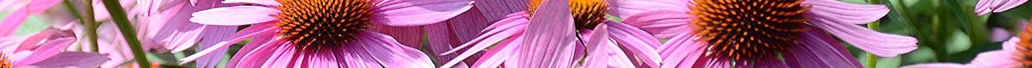 Echinacea, Snake Root and Snake Oil