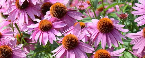 Echinacea, Snake Root and Snake Oil