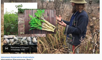 Harvesting Elecampane, Part 1