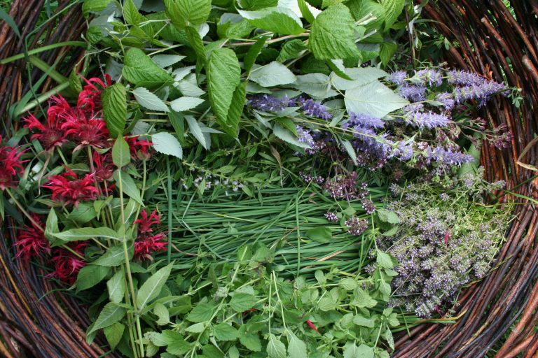 Herbal Vinegar - Image 5
