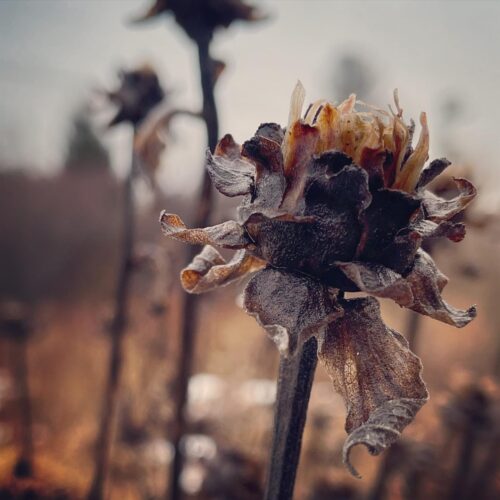 Seeding a Beautiful Future~Online Course